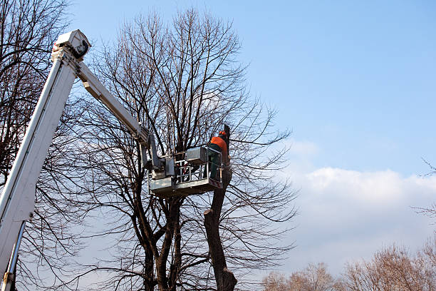 Best Root Management and Removal  in Green River, WY